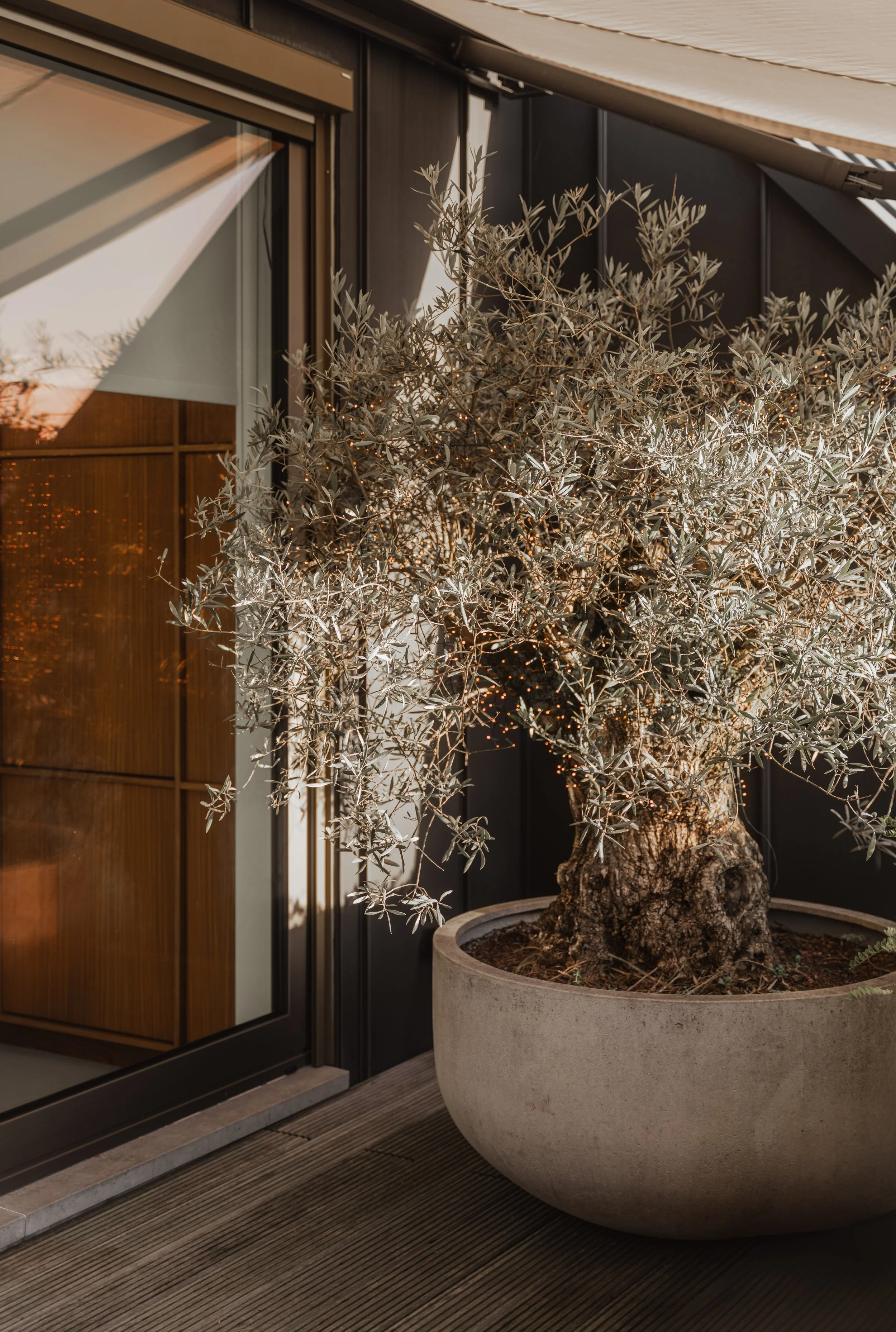 A potted olive tree with small silver-green leaves on a balcony or patio, with a glass door and a black wall in the background, and warm lighting.