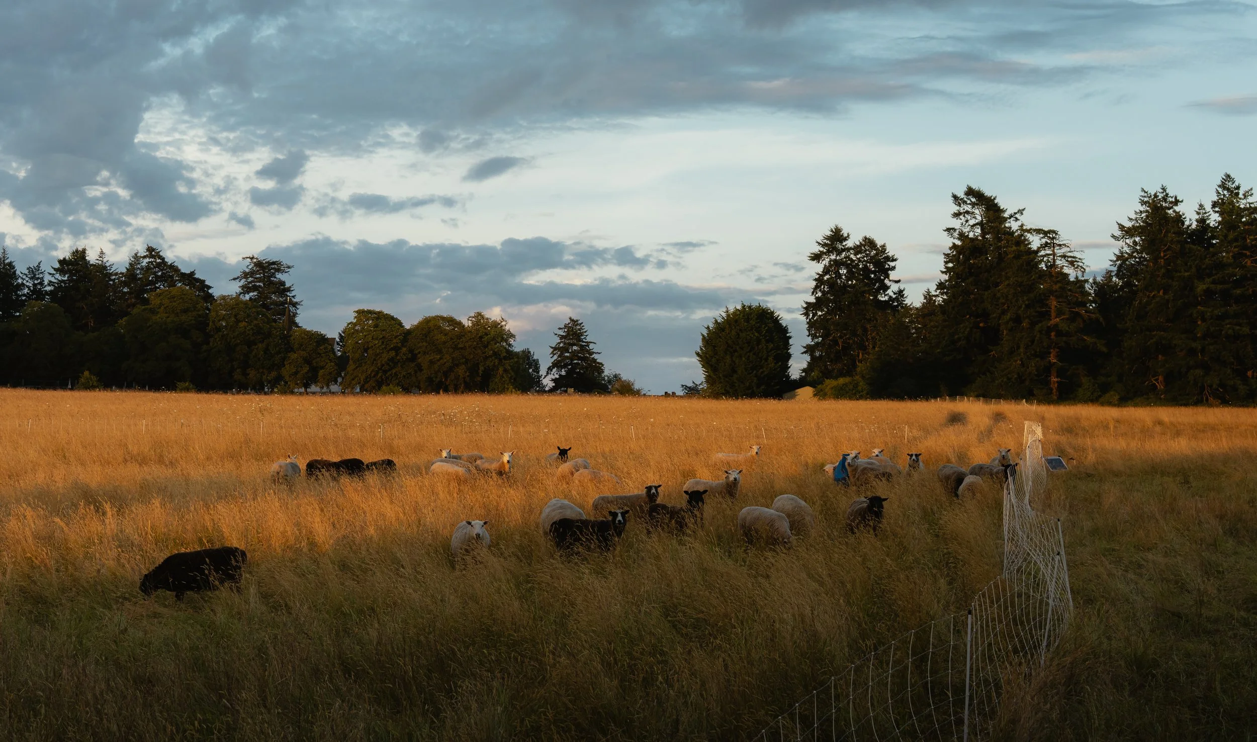 SanJuanIsland_Squarespace-34.jpg
