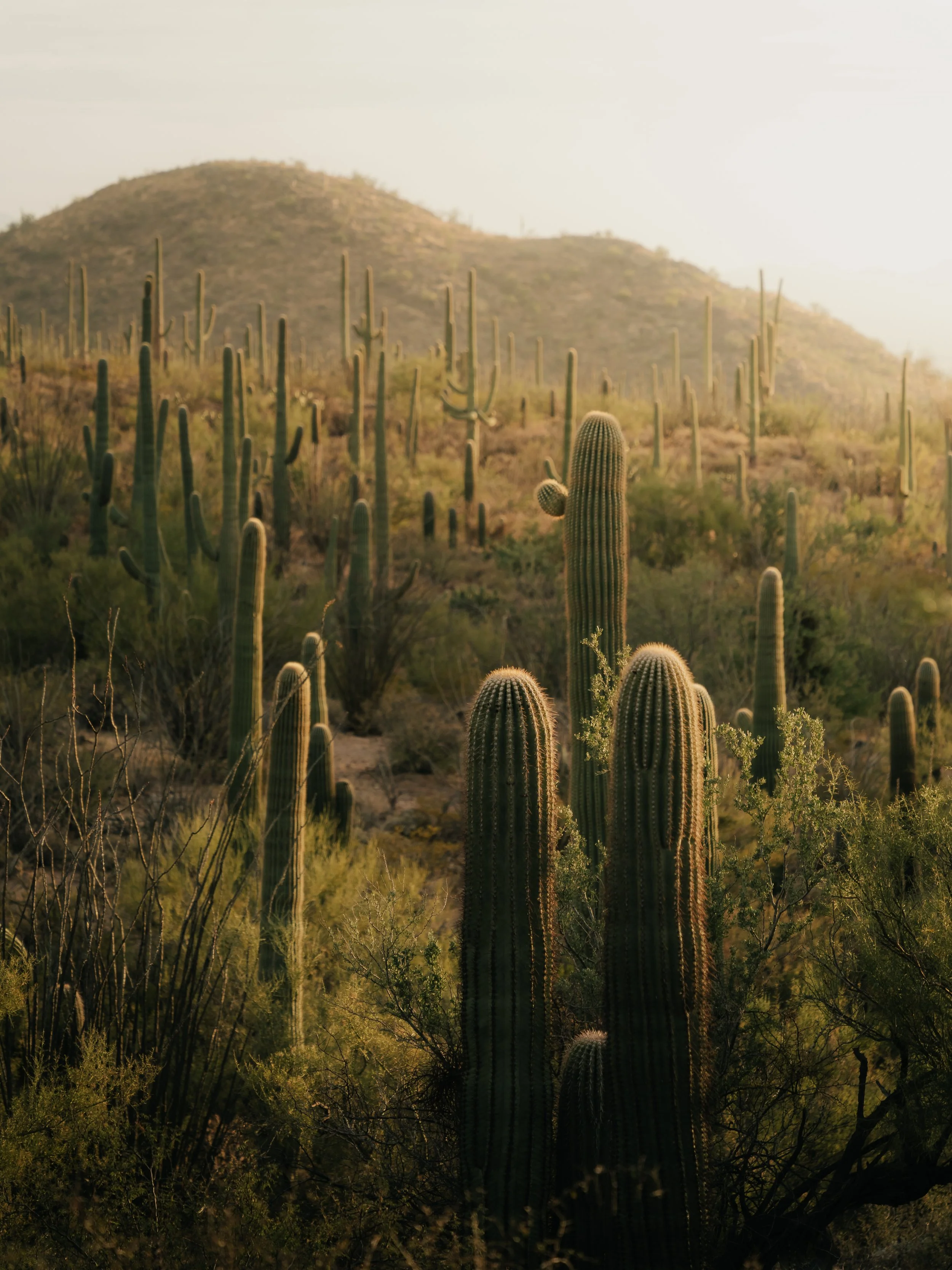 Saguaro_Squarespace-1.jpg