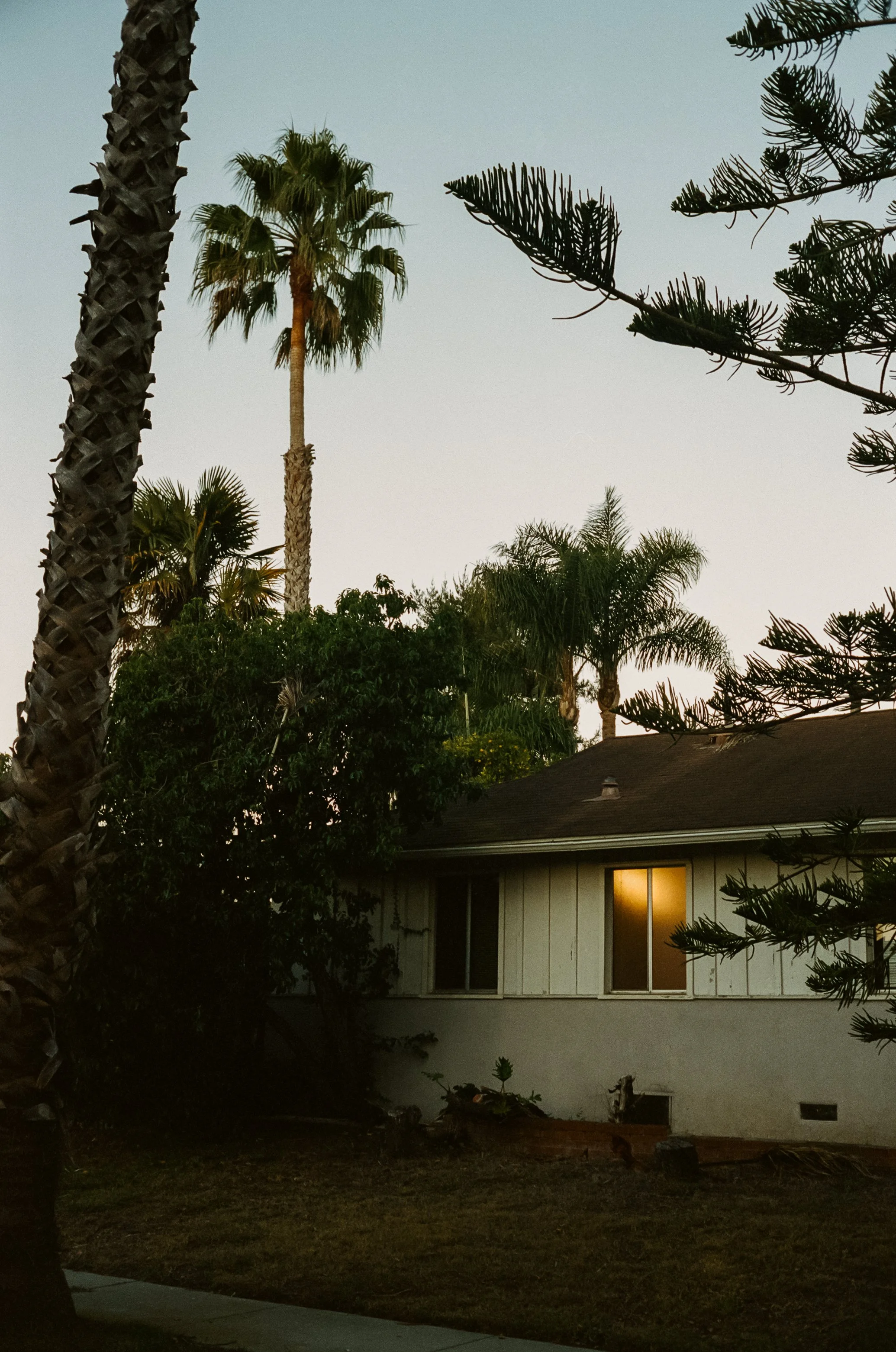 A residential house surrounded by tall palm trees and other greenery during dusk, with one window lit from inside.