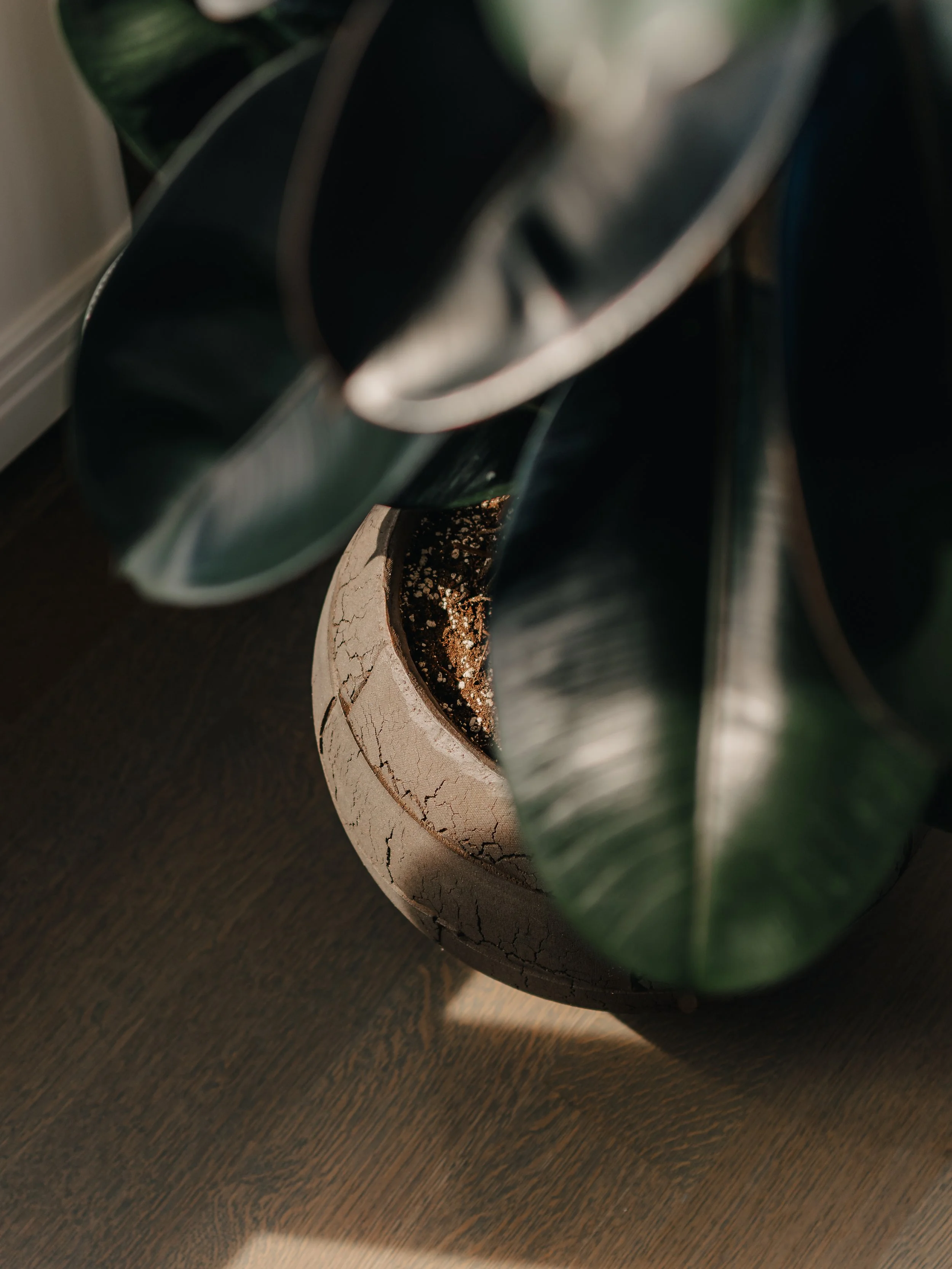 Close-up of a potted plant with large green leaves on a dark wooden surface.