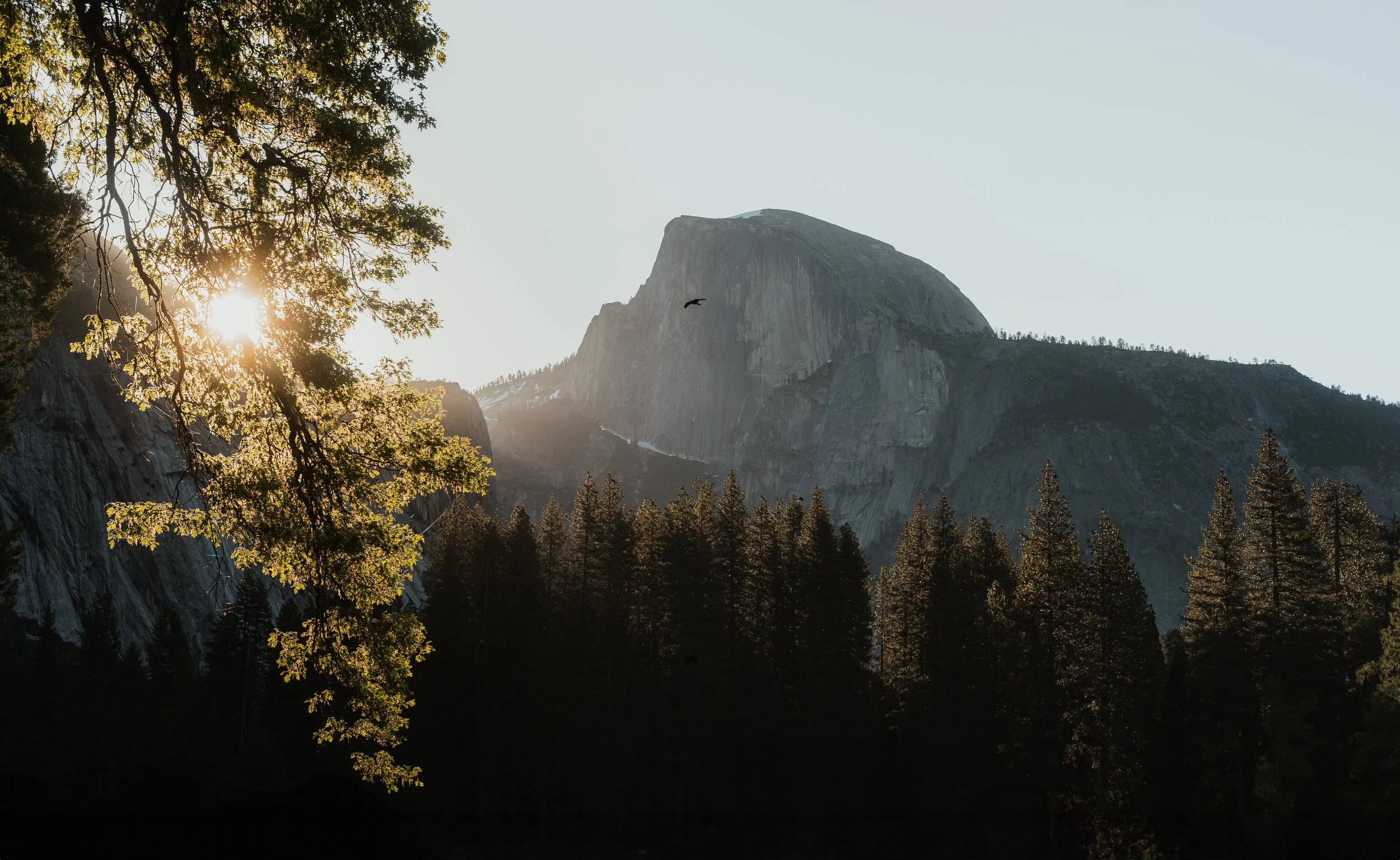 Sunlight shining through tree branches over a mountain landscape with a large rock formation and a forest of tall pine trees.