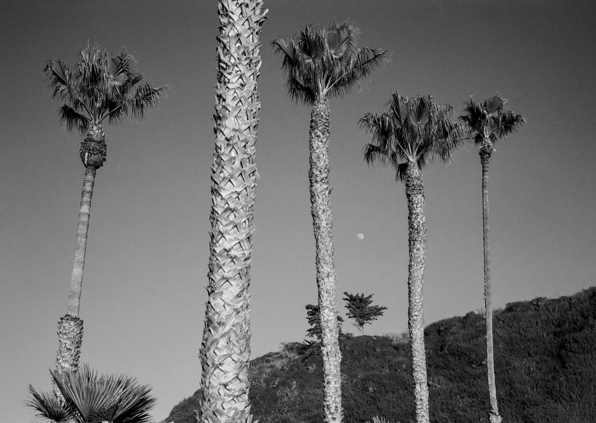 Black and white photo of tall palm trees against the sky with a visible moon.