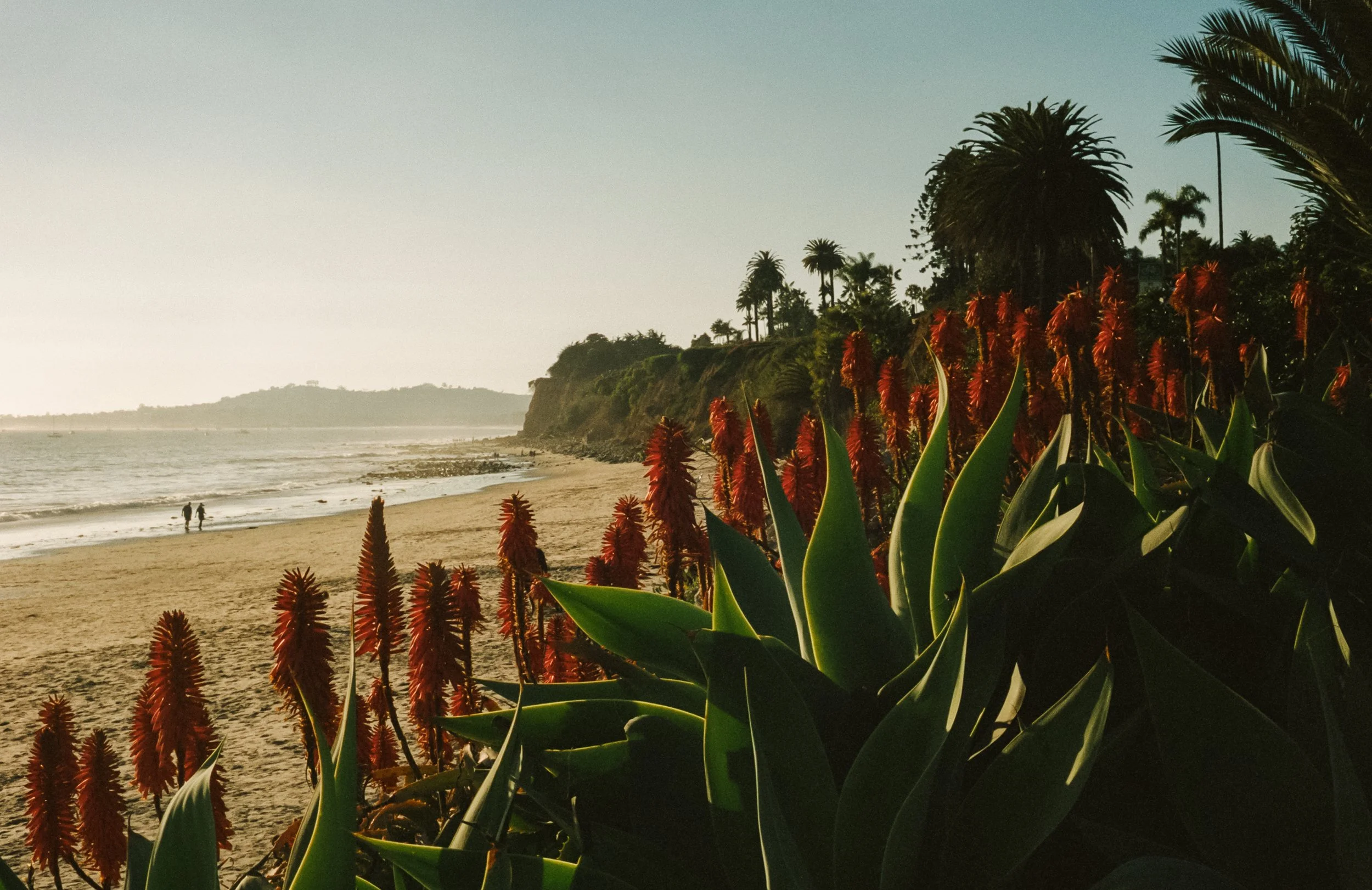 A beachside scene at sunset with green plants and red flowers in the foreground, sandy shoreline, ocean waves, and a cliff with palm trees in the background.