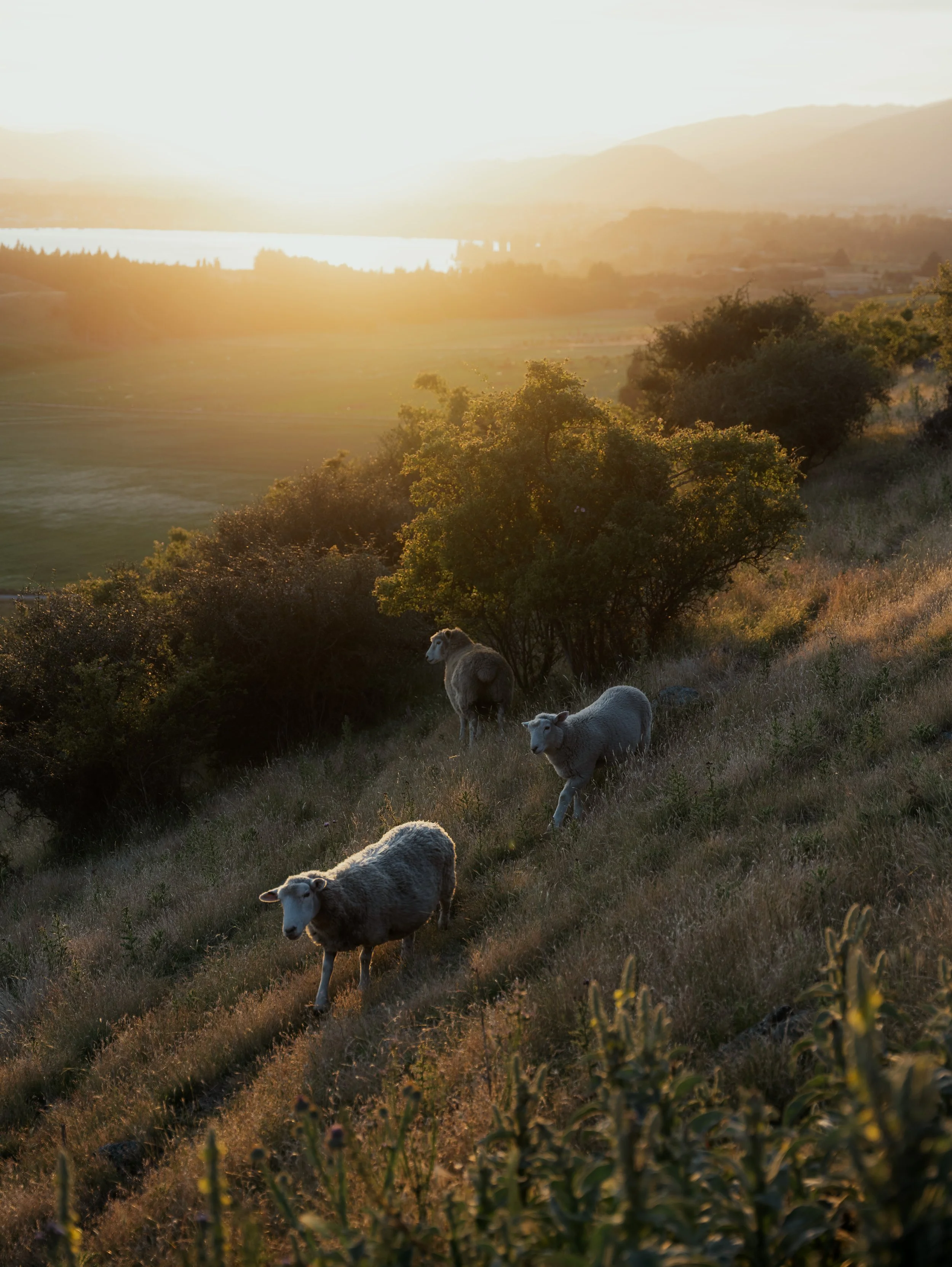 Squarespace_NewZealand-14.jpg