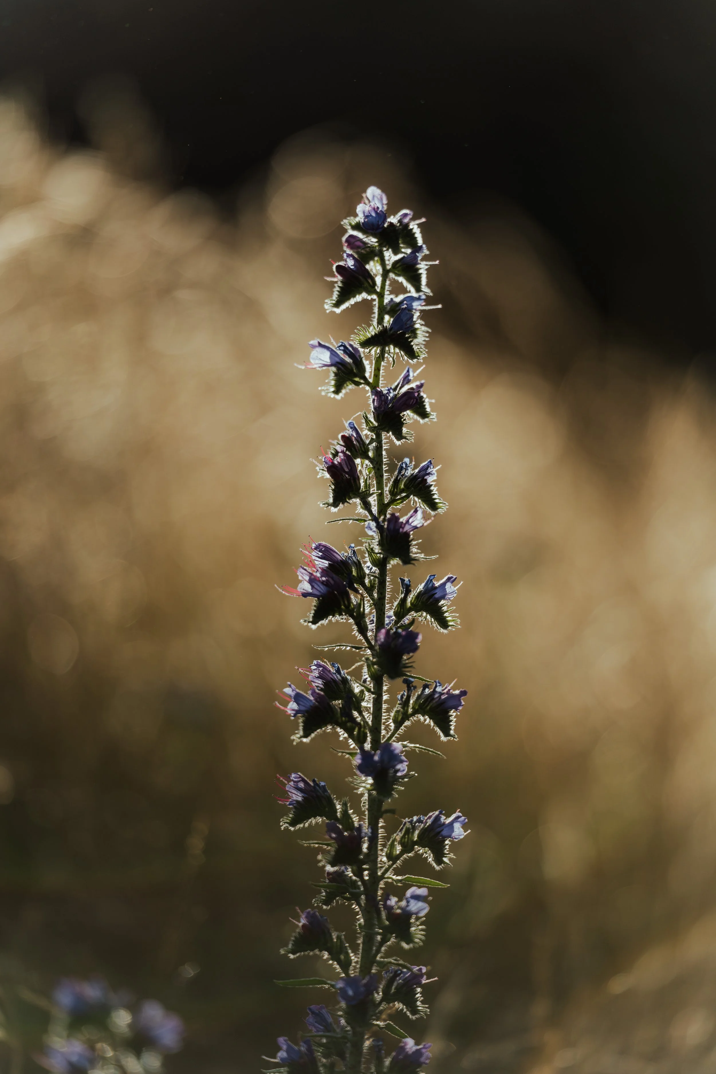 Squarespace_NewZealand-13.jpg