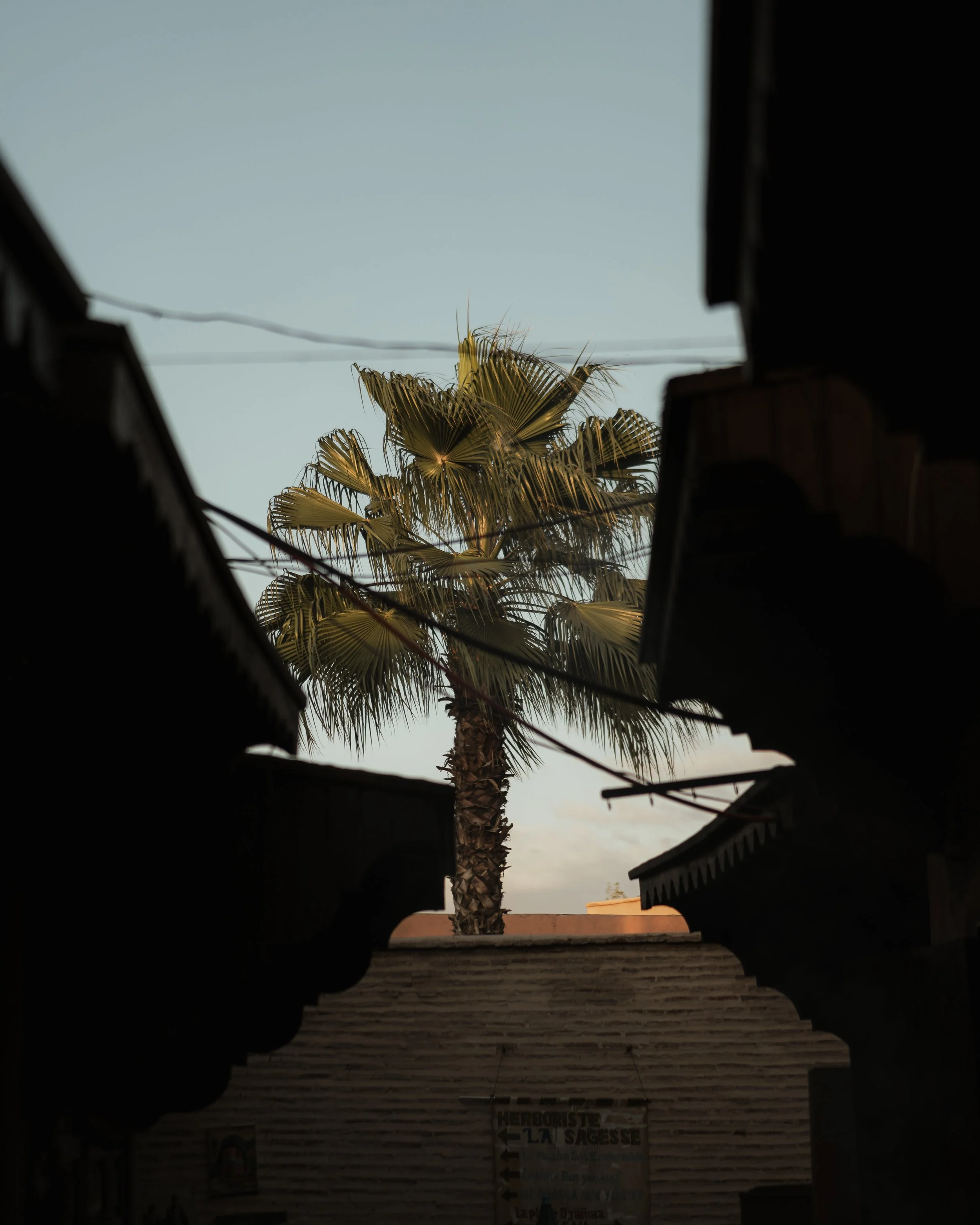 View of a tall palm tree seen through a window or opening, with rooftops and wires in the foreground, during sunset or early evening.