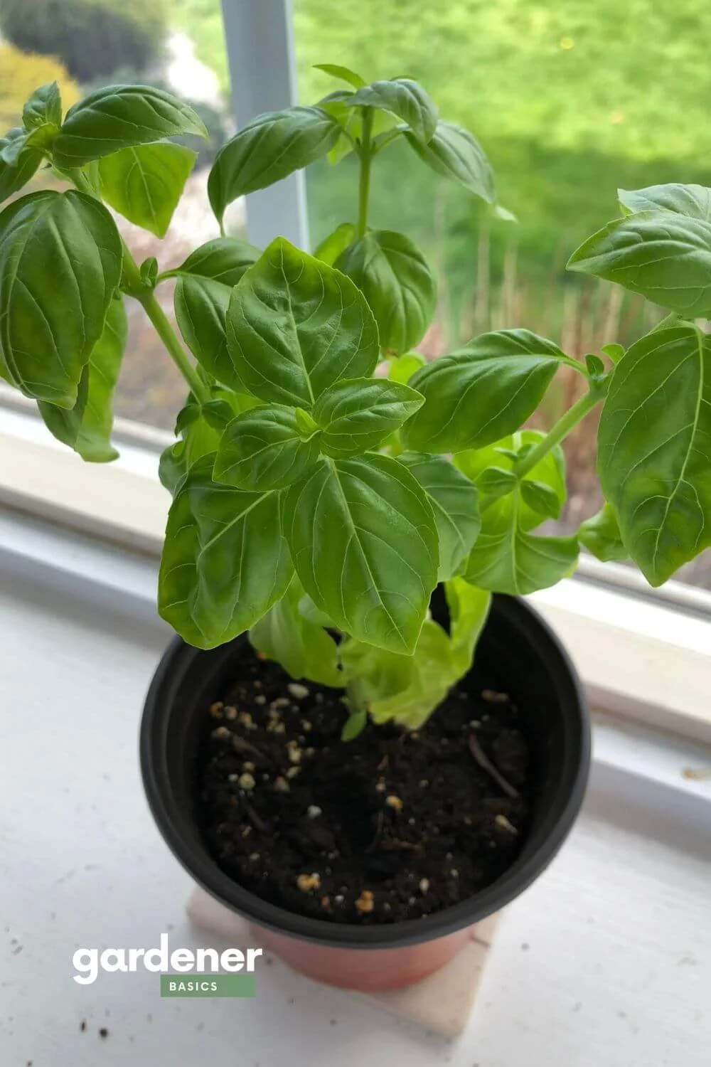 Best companion plant for lavender