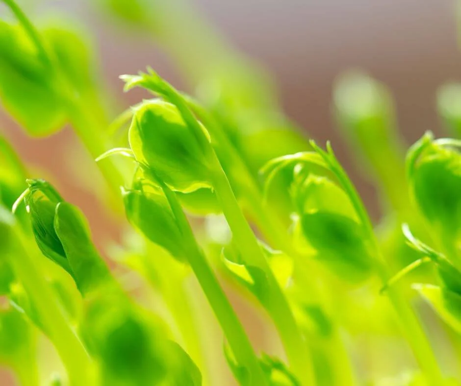 VEGETABLES TO PLANT IN NOVEMBER IN FLORIDA visual data 7