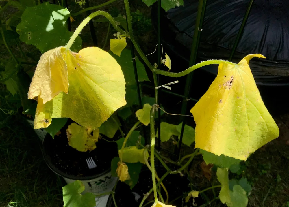 Overwatered Cucumber Plants What to Do When You Water Too Much