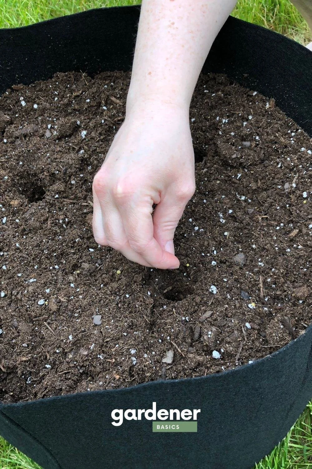 starting cucumbers seeds