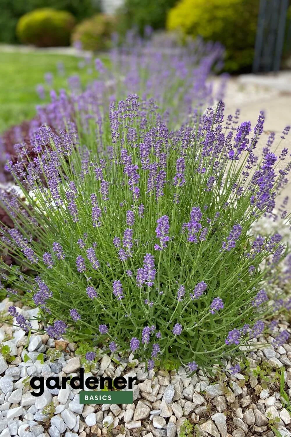 Lavender in bloom