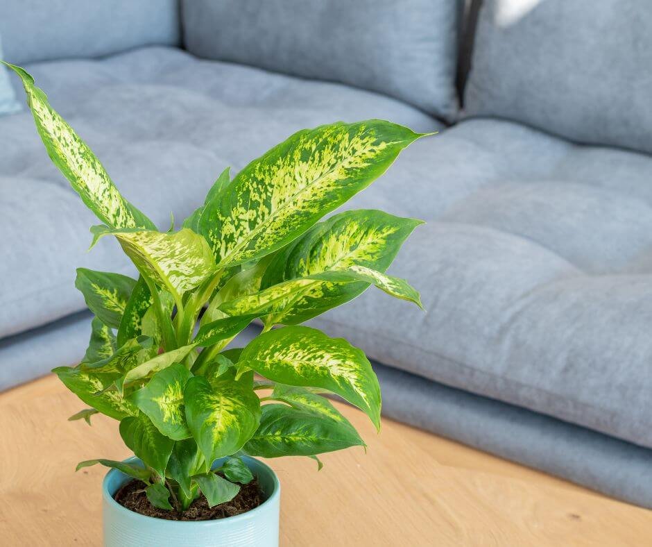 15 Fast Growing Indoor Plants For Your Home – VSMNK