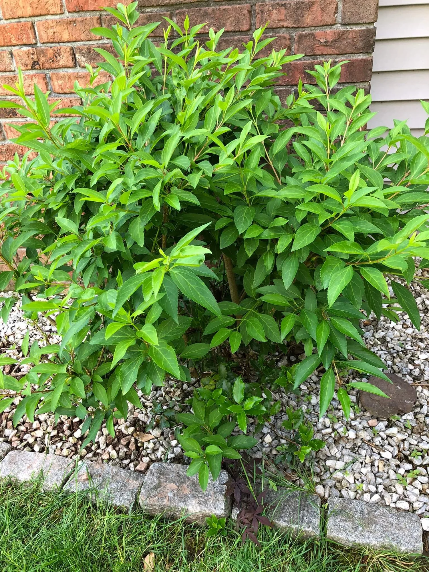 Spring Into Action Trimming Your Forsythia — Gardening, Herbs, Plants, and Product Reviews