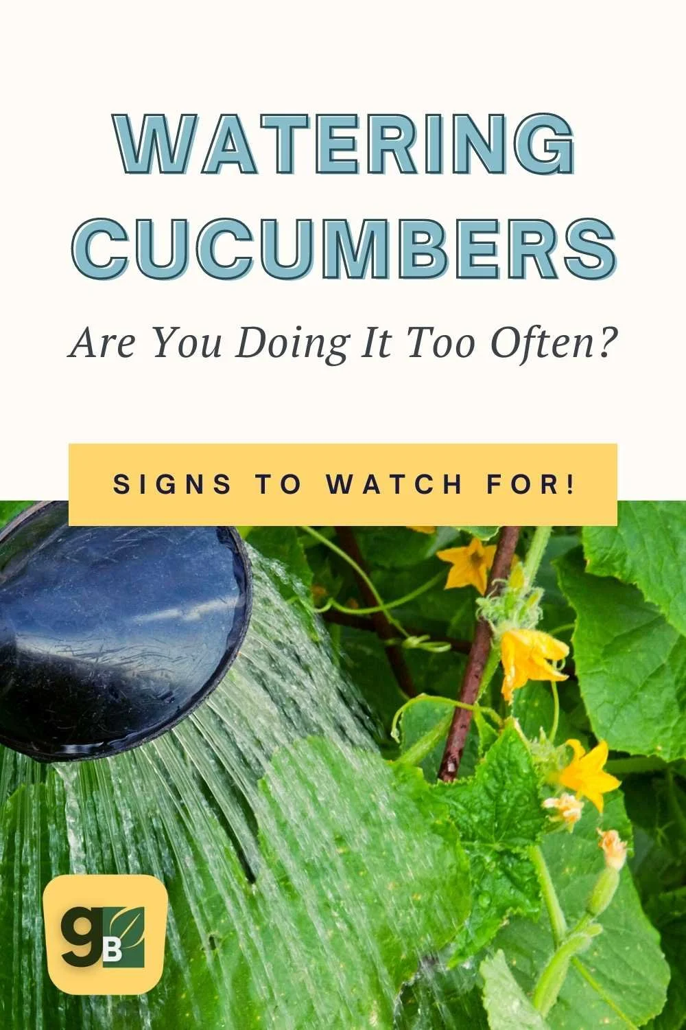 Overwatered Cucumber Plants What to Do When You Water Too Much
