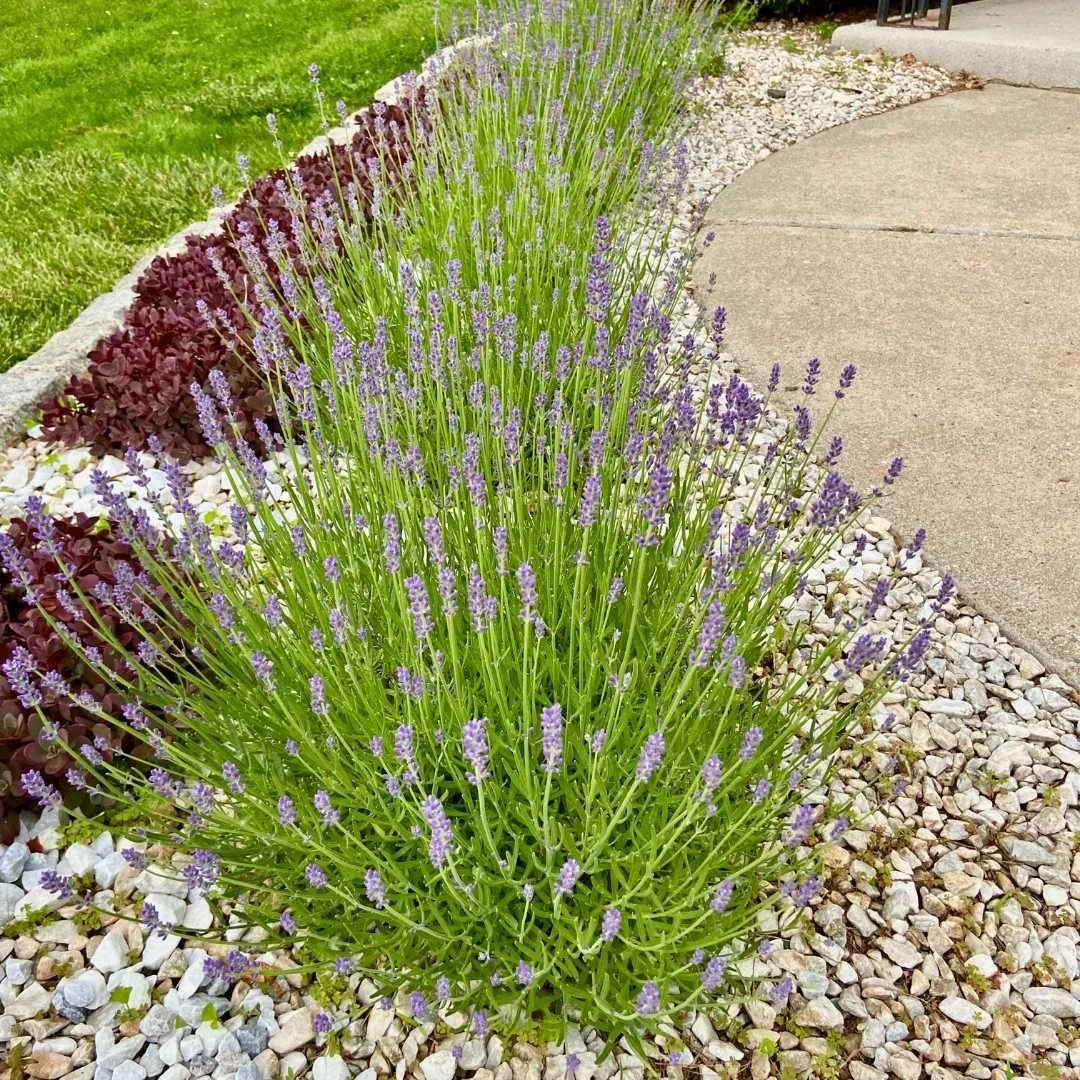 lavender plants as landscape border driveway