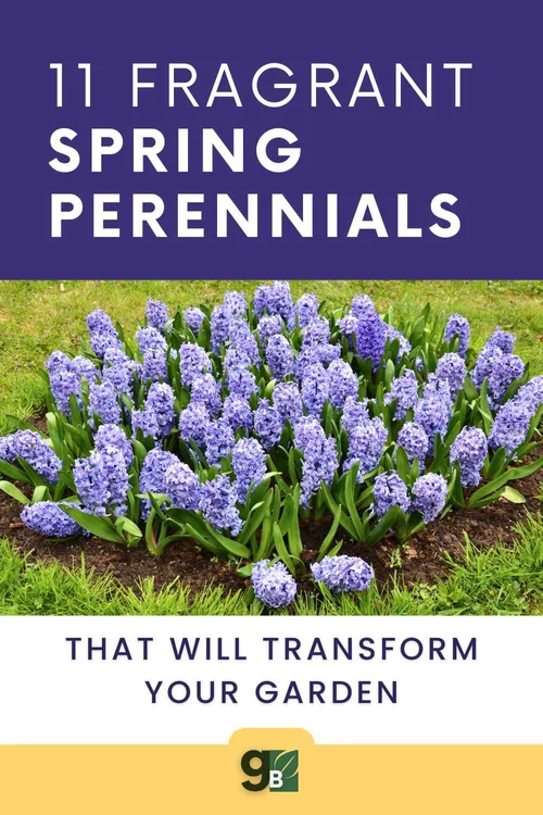11 Perennials with Fragrant Spring Flowers You'll Love in Your Garden