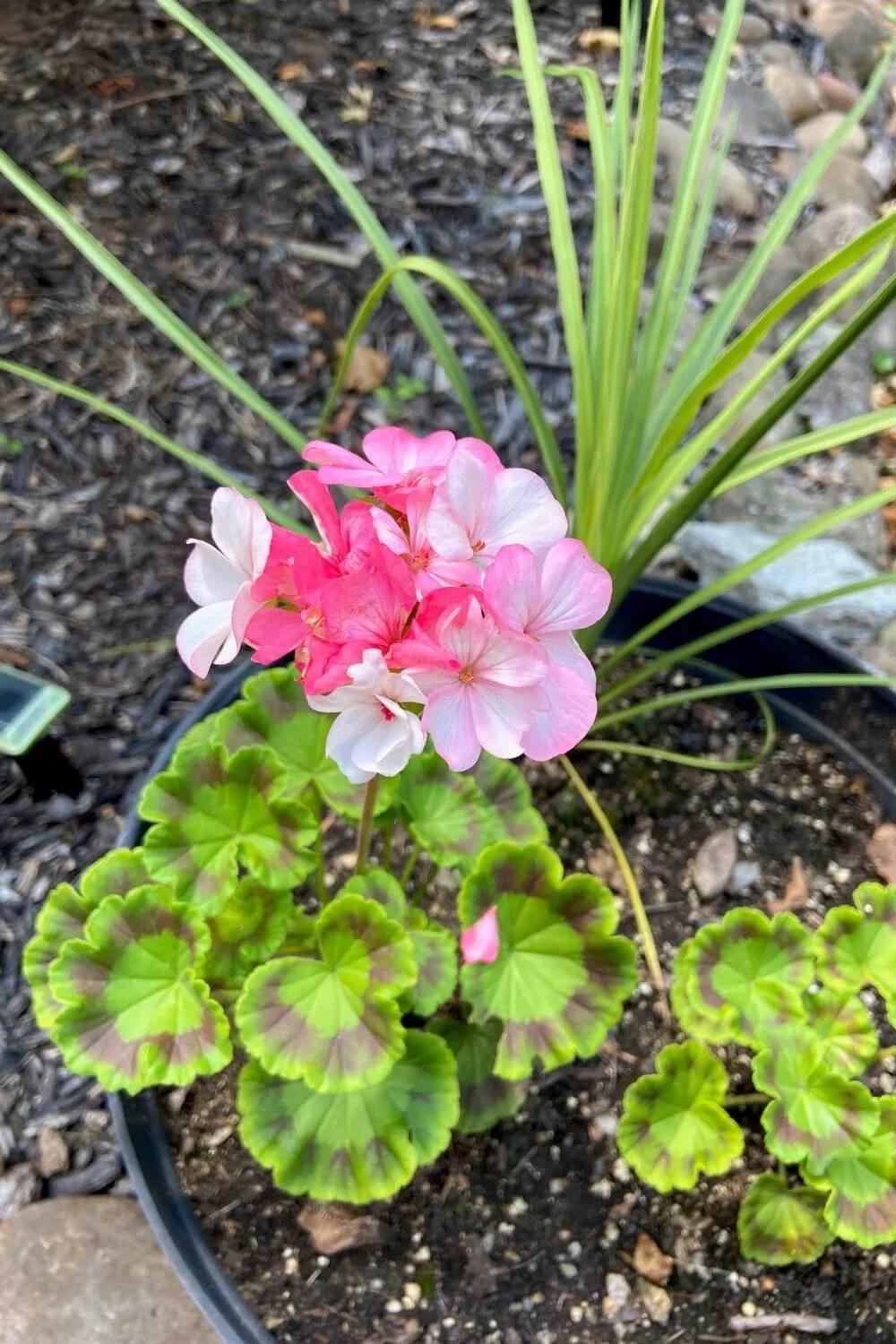 geranium