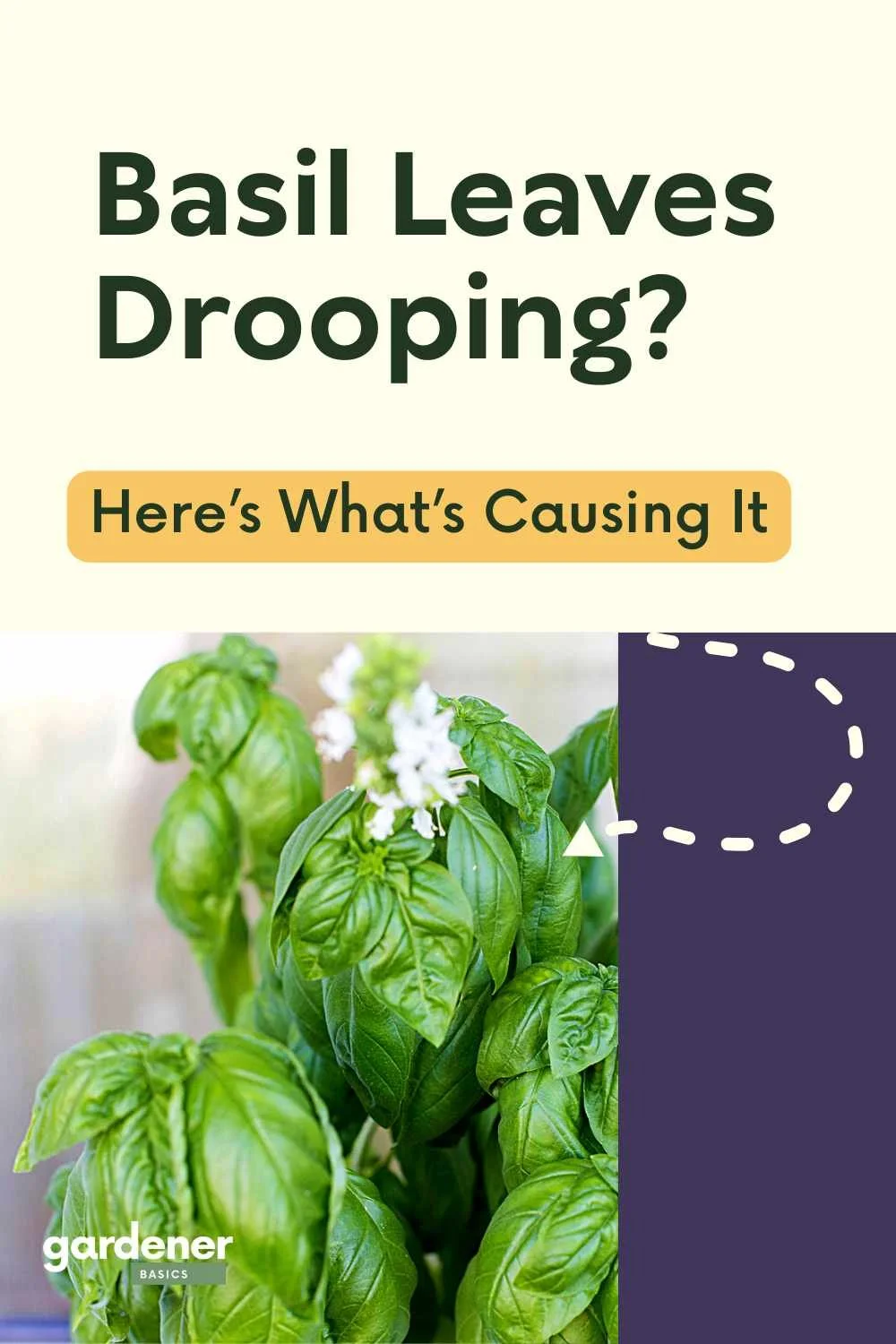 7 Reasons For Your Basil Leaves Wilting And Solutions To Fix It