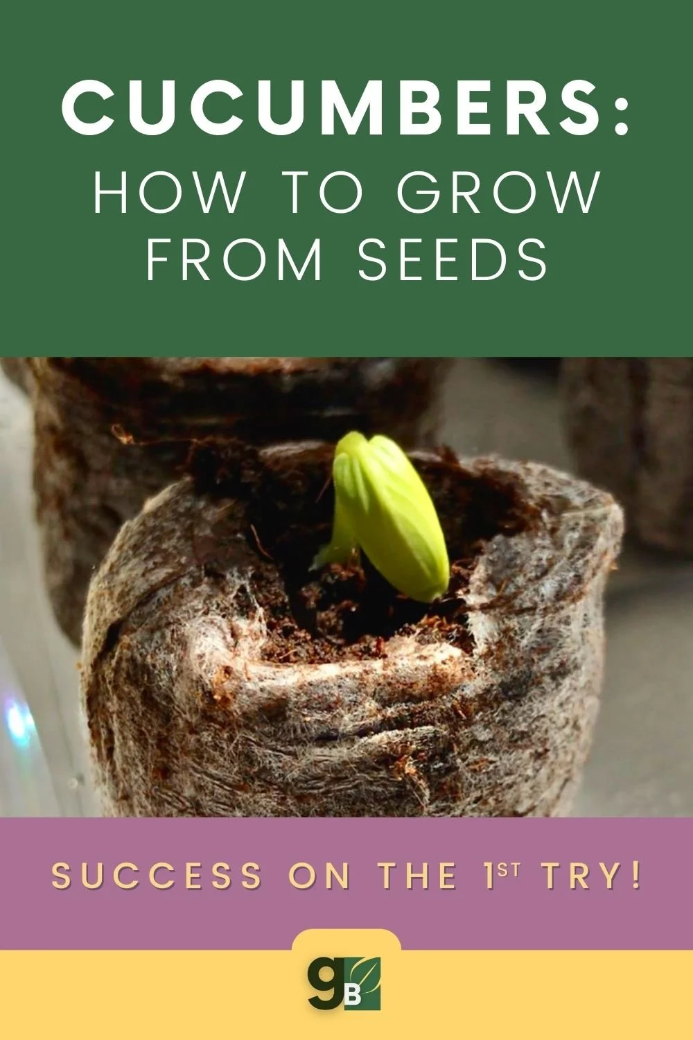 Plant Smarter, Not Harder Starting Cucumber Seeds Indoors the Easy Way