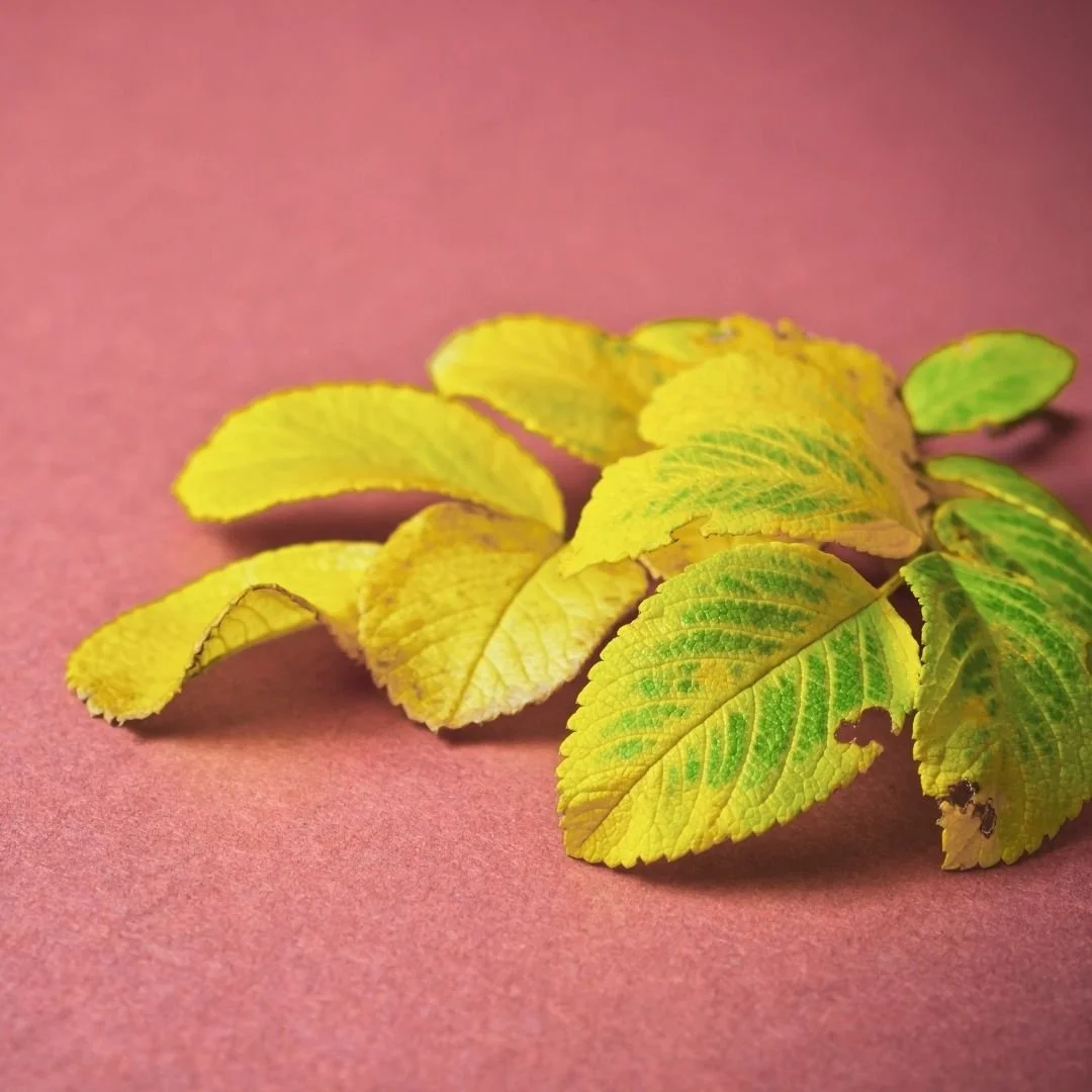 closeup of yellowing leaves from rose bush