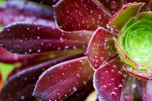 Ultimate Guide: How to Easily Care for Aeonium 