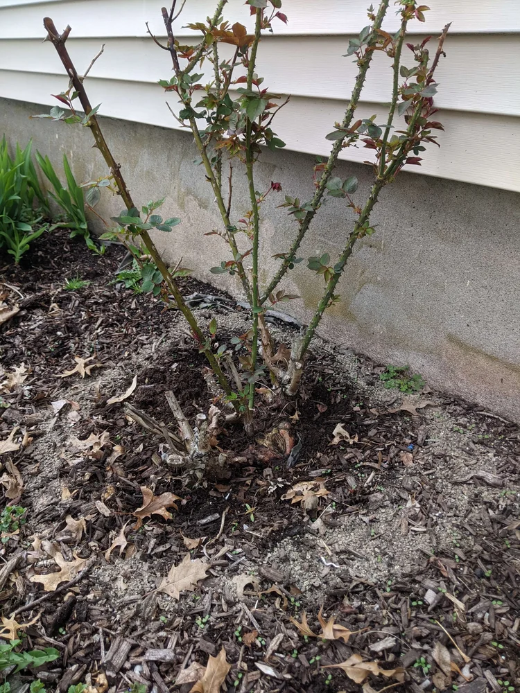 9 Best Rose Fertilizers — Gardening, Herbs, Plants, and Product Reviews