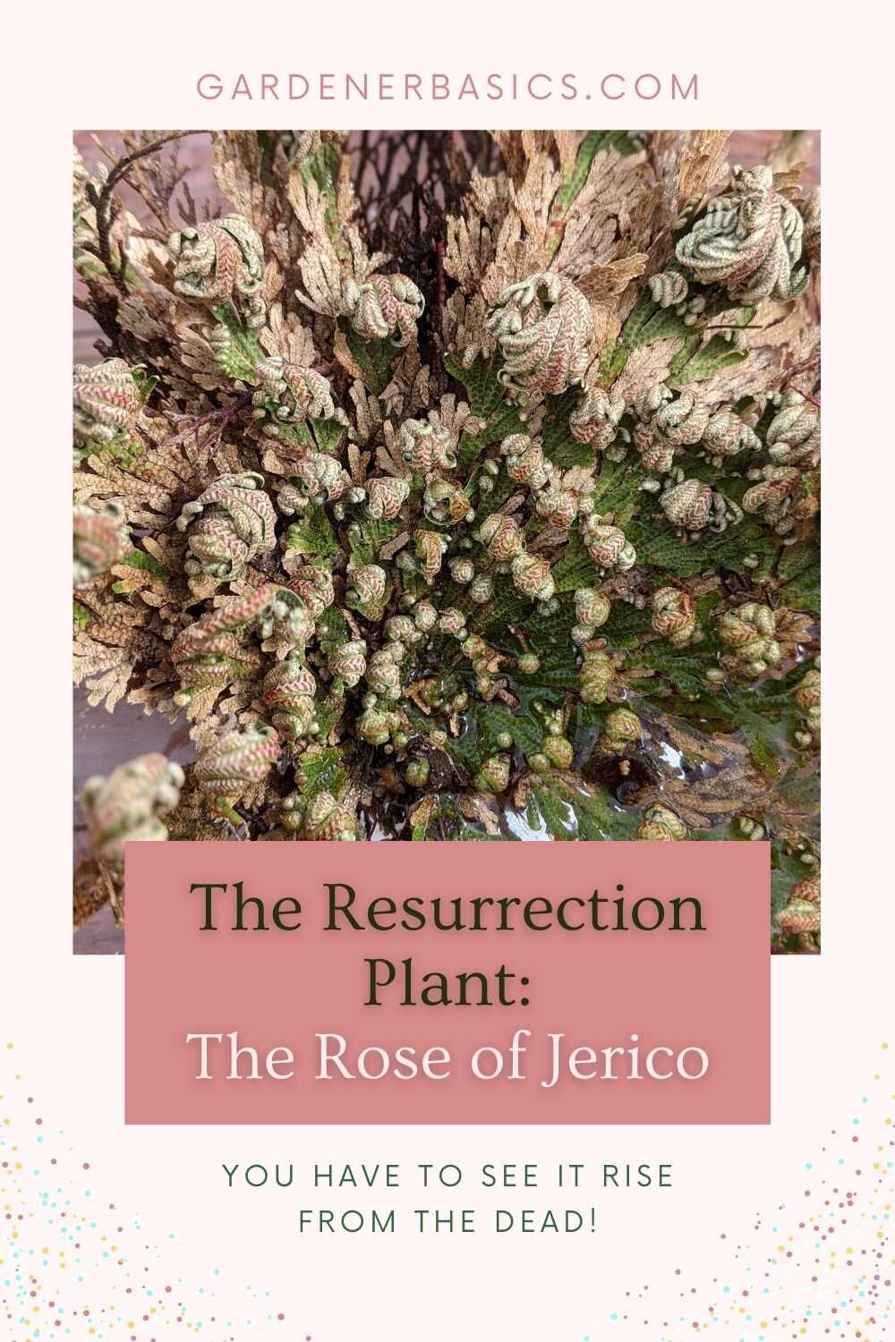 Details about   XL Real Rose of Jericho origin Dead sea Resurrection Plant exclusive Blessed 