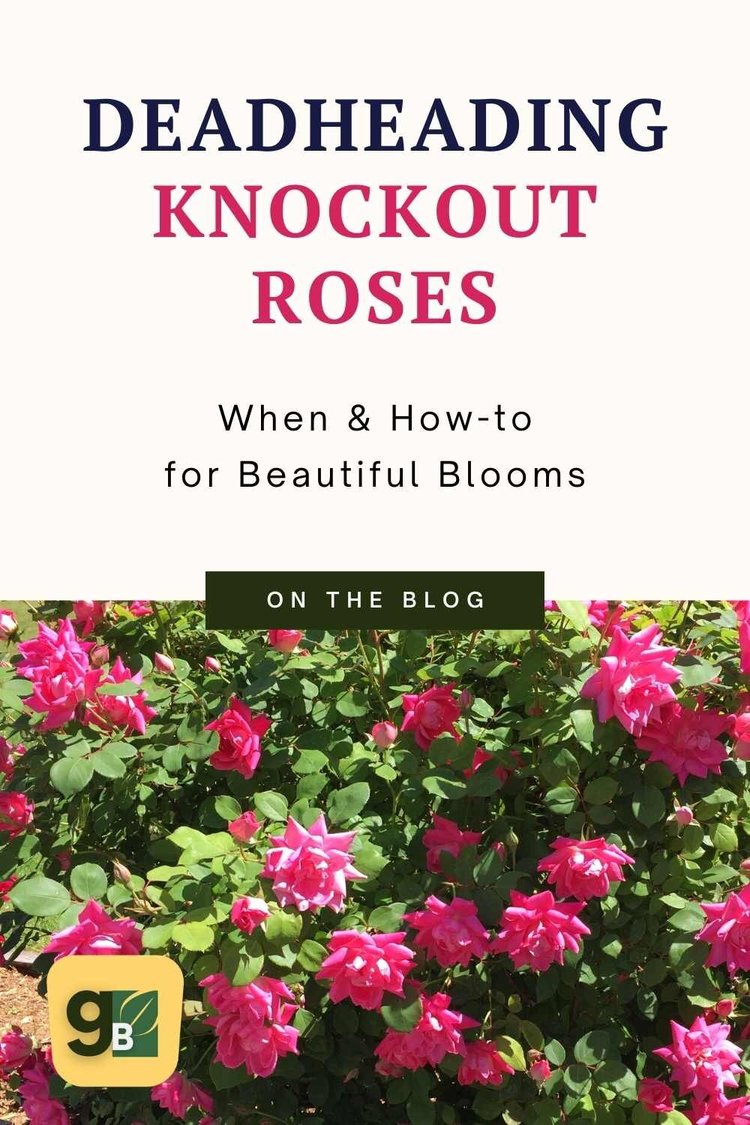 How to Deadhead Knockout Roses — Gardening, Herbs, Plants, and Product