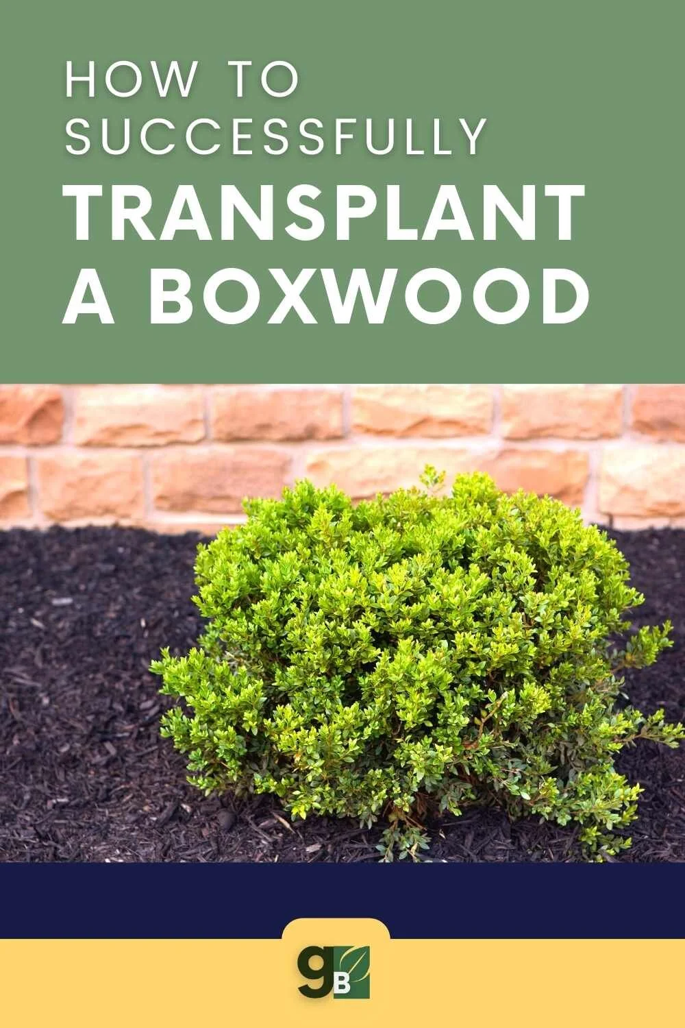 How to Transplant a Boxwood- GardenerBasics.com .jpg