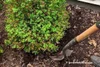 Top Tips on Transplanting Boxwoods Successfully