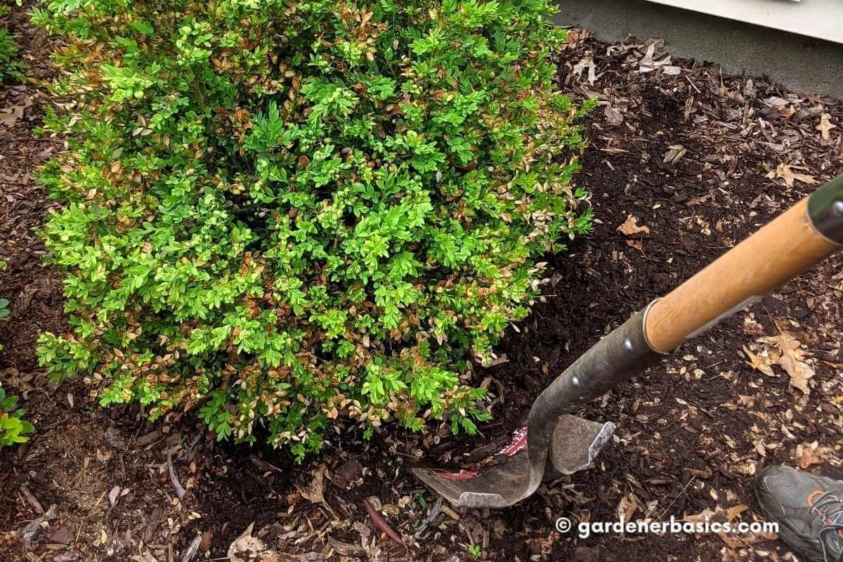 Top Tips on Transplanting Boxwoods Successfully