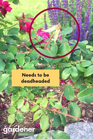 How to Deadhead Knockout Roses — Gardening, Herbs, Plants, and Product ...