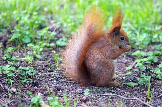 Spice Up Your Garden Defense: Using Red Pepper Flakes to Keep Squirrels at Bay