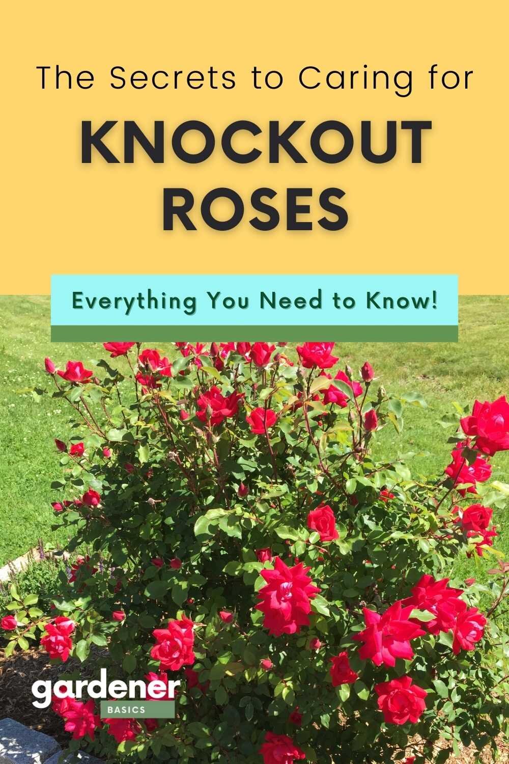 The Secret to Caring For Knockout Roses — Gardening, Herbs, Plants, and  Product Reviews