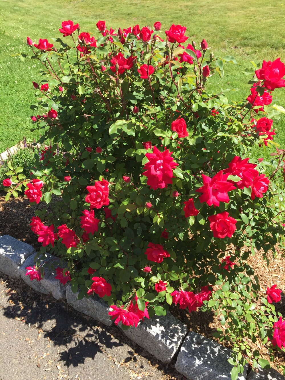 The Secret to Caring For Knockout Roses — Gardening, Herbs, Plants, and ...
