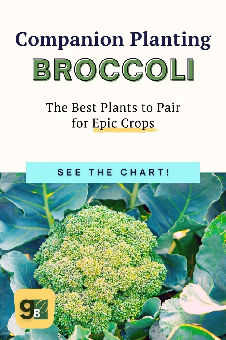Broccoli Companion Plants: What to Include and Not Include