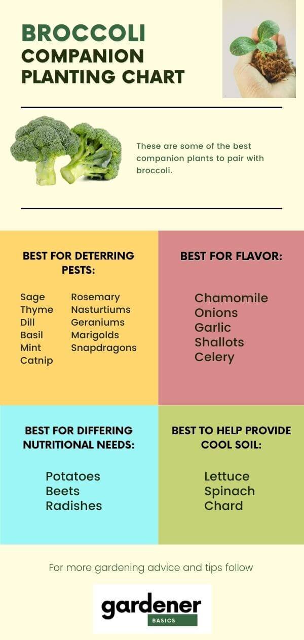 Broccoli Companion Plants: What to Include and Not Include