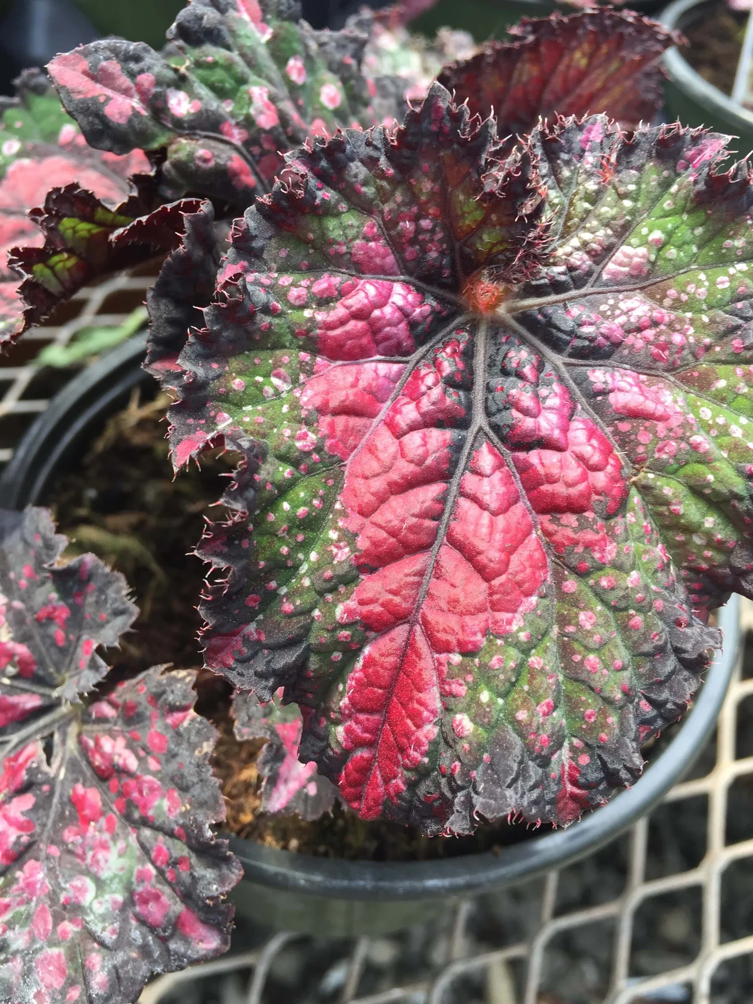 Stunning Painted Leaf Begonia Care Imagesnull