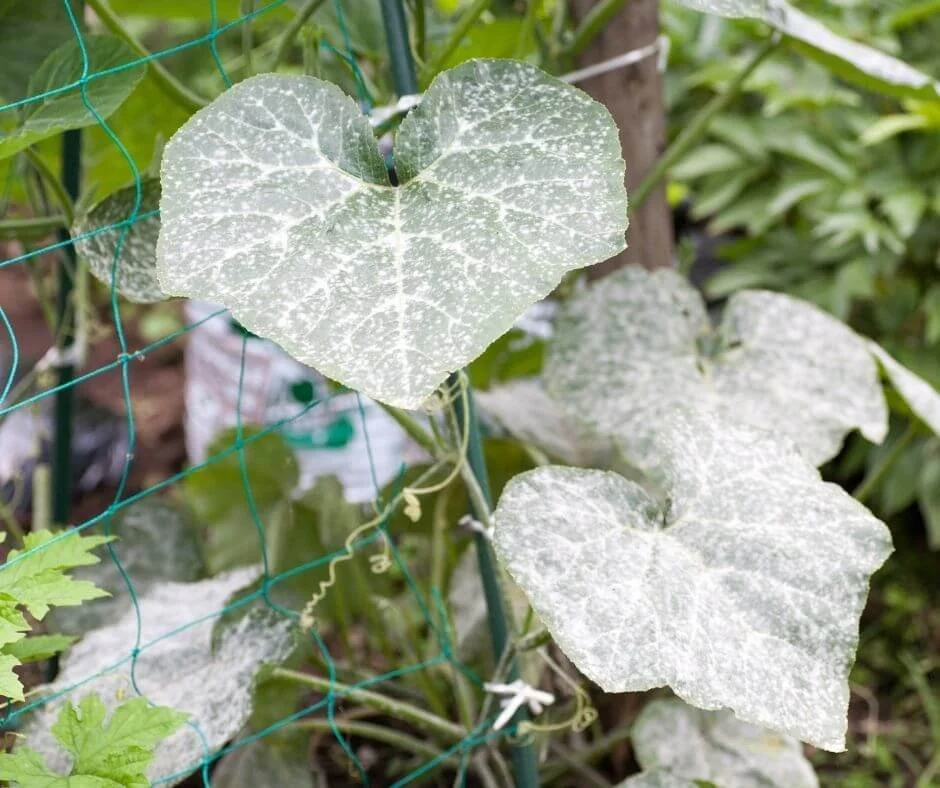 Image of A cucumber leaf with small, white cucumber fruits growing on it
