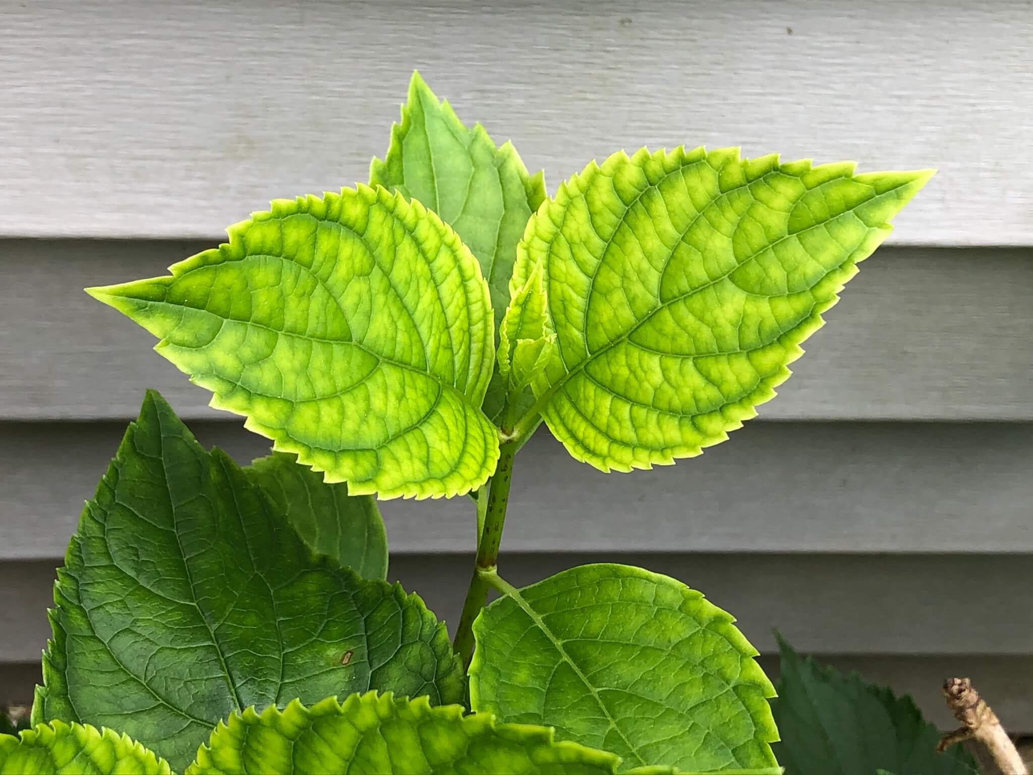 Image of Hydrangea leaf