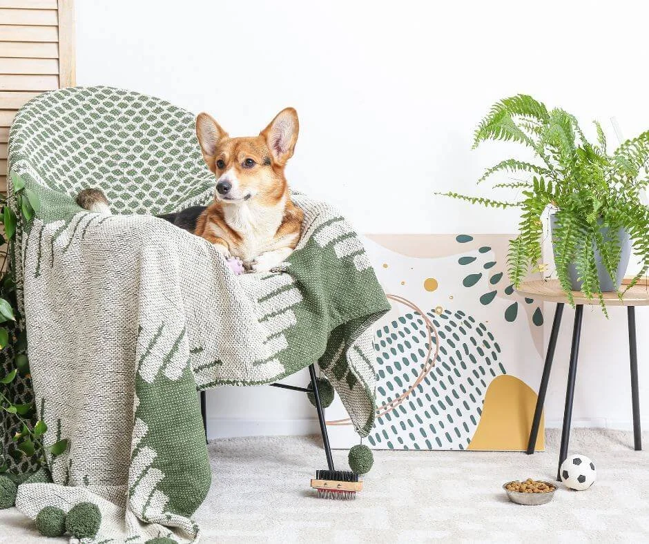 The Best Non Toxic Indoor Plants for Kids, Dogs, and Cats — Gardening