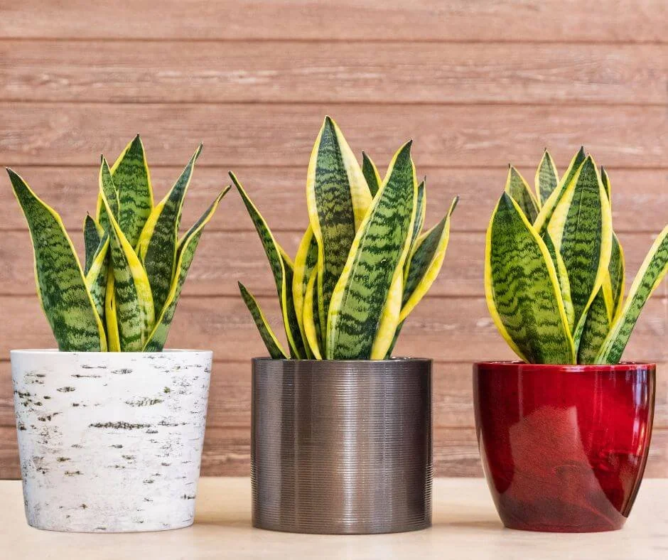 The Pot of Gold How to Pick Out the Best Pot for Your Snake Plant