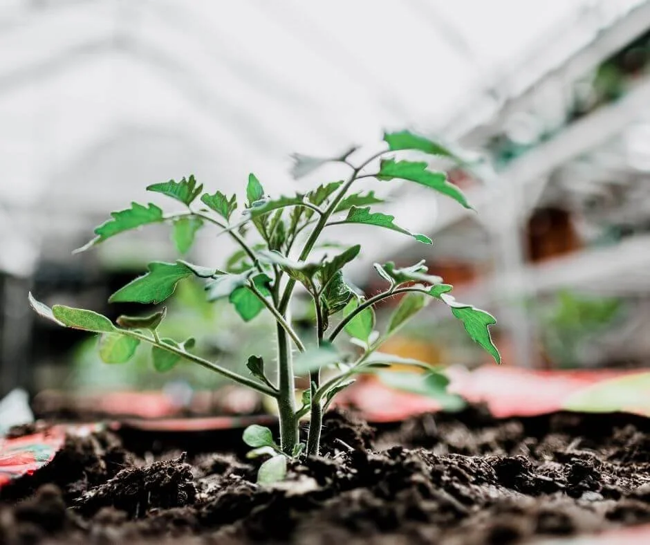 What Size Grow Bag for Tomatoes Should You Choose? — Gardening, Herbs