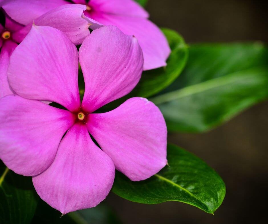 Ultimate Guide to Caring Your Vinca — Herbs, Plants, and Product Reviews