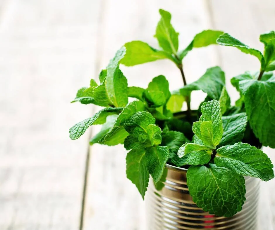 Basil Companion Plants The Best and Worst Plants to Grow Nearby — Gardening, Herbs, Plants, and