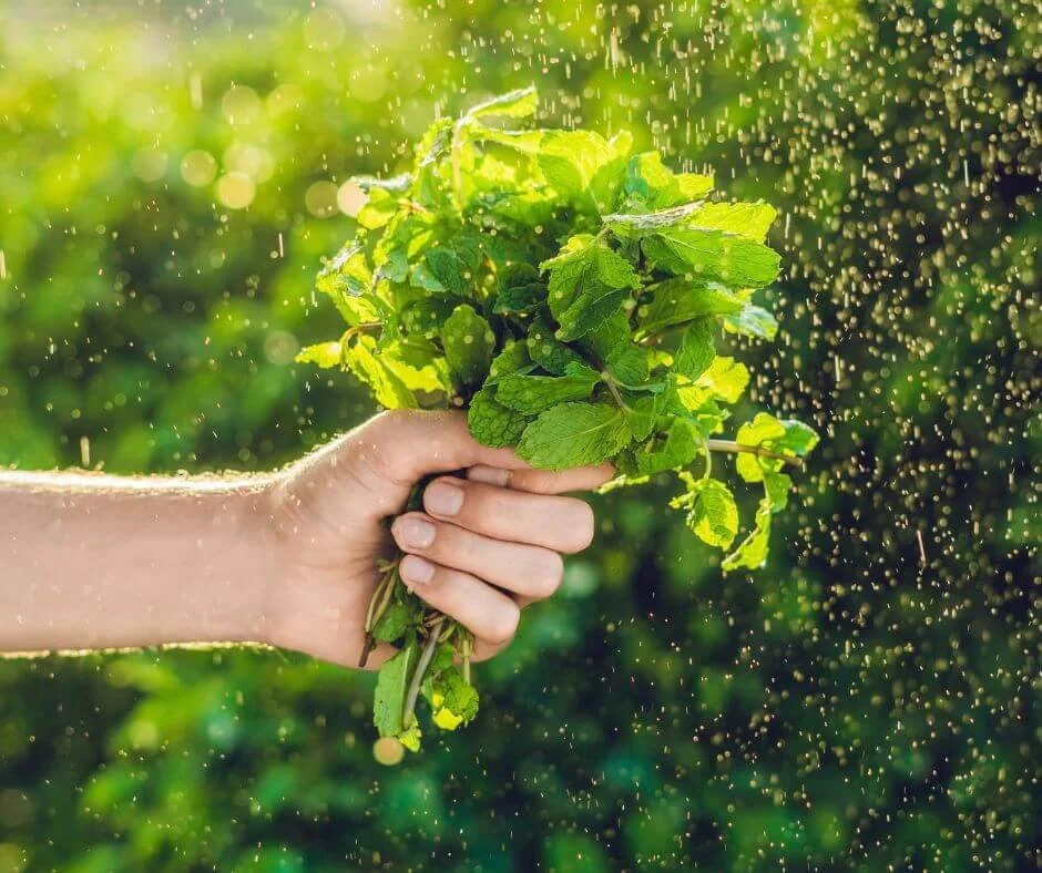 How Often to Water Mint The Ultimate Guide — Gardening, Herbs, Plants
