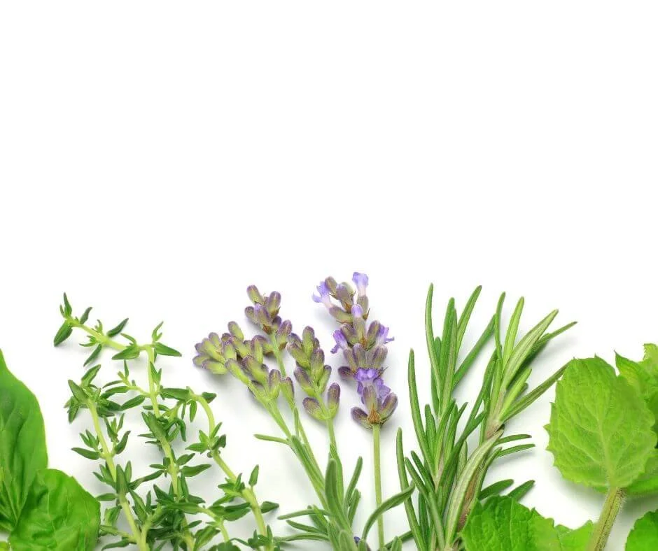 Herbs to Plant in Fall for a Flavorful Home Garden — Gardening, Herbs