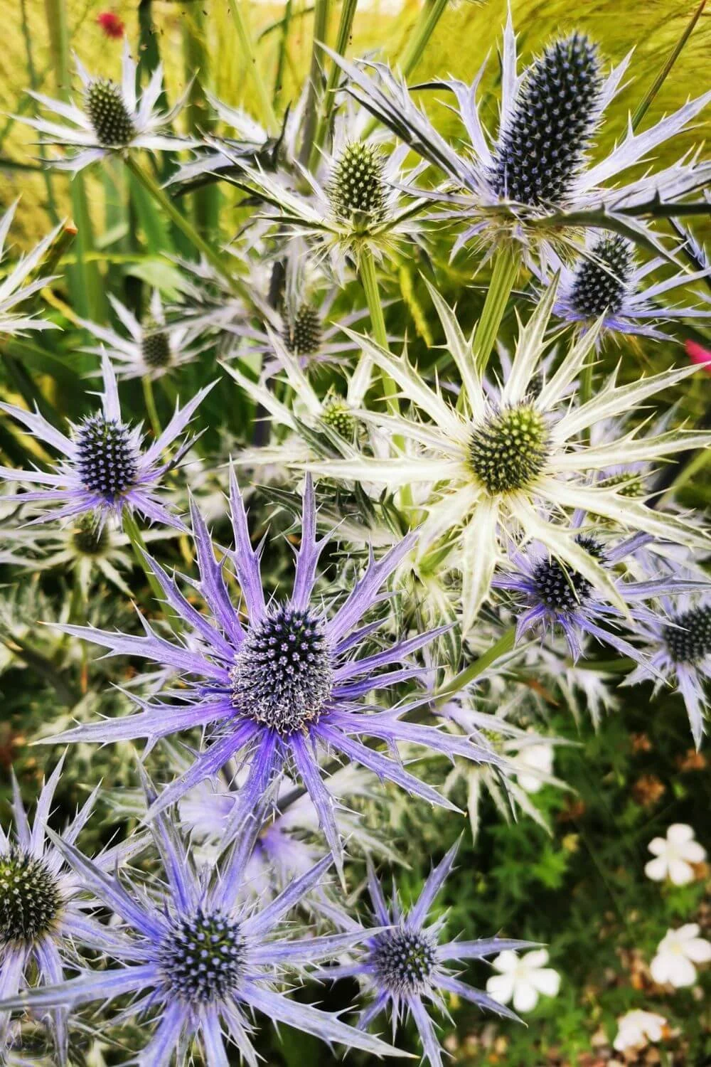 Sea Holly