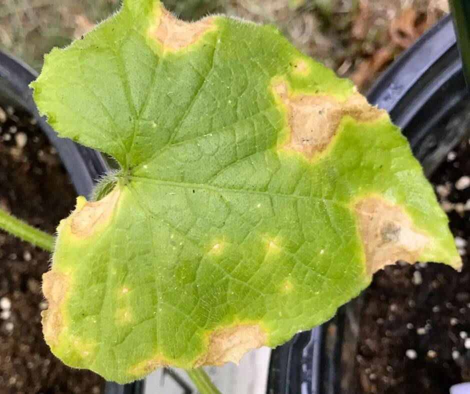 How to Spot and Fix Plant Problems Fast (With a Simple Checklist!)